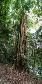 Trees in forest