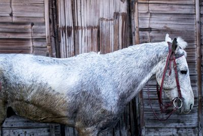 Close-up of horse in barn