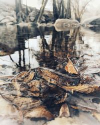 Close-up of dried leaves on wood in forest