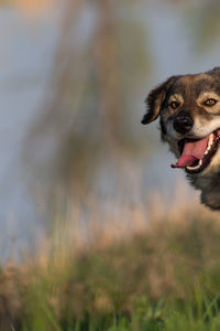 Portrait of a dog running on field