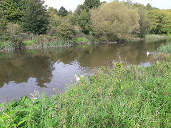 Scenic view of lake by trees