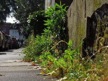 Plants growing on tree