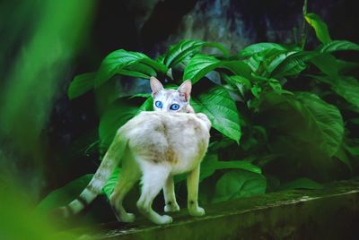 Portrait of cat amidst plants
