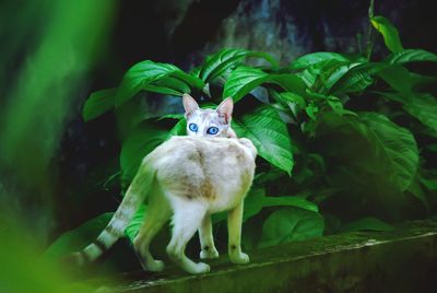 Portrait of cat amidst plants