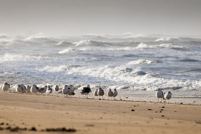 Seagulls on shore at beach