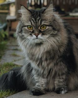 Portrait of cat sitting outdoors