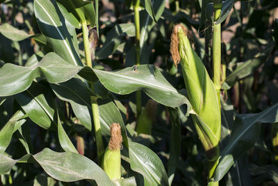 Close-up of plant growing in field