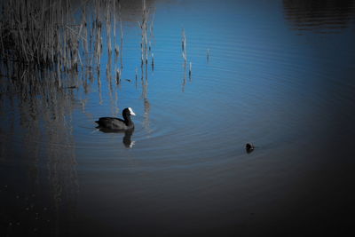 Ducks swimming in lake