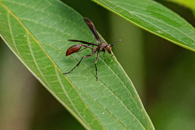 Close-up of insect on plant