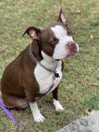 Goofy rescue american bulldog closing his eyes because it was bright out 