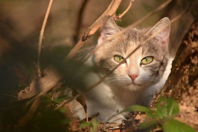 Close-up portrait of a cat