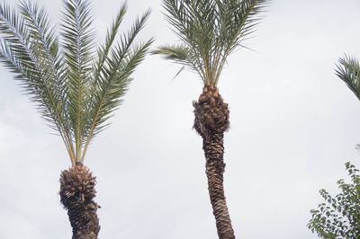 Low angle view of palm tree against sky