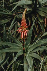 Close-up of red flowering plant