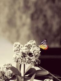 Close-up of butterfly pollinating on flower