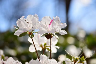 Close-up of white flowers