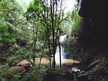 Scenic view of forest