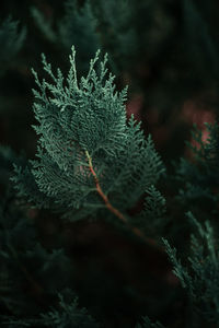 Close-up of pine tree