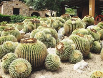 Cactus growing on field