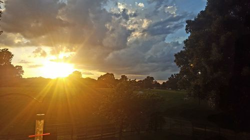 Sun shining through trees