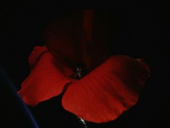 Close-up of red rose against black background