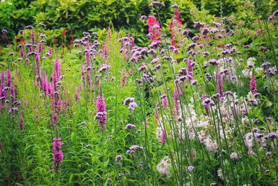 Close-up of pink flowering plants in garden