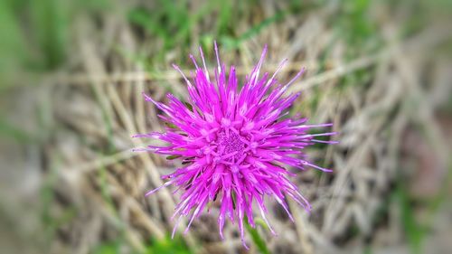 Close-up of purple thistle flower