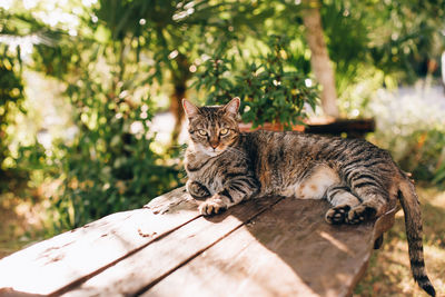 Portrait of cat sitting on table