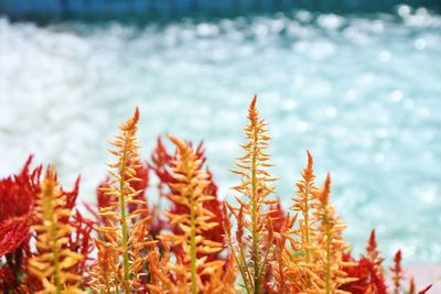 Close-up of flowering plant against sea