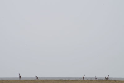 People on beach against clear sky