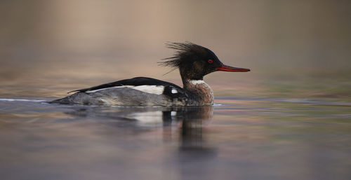 Side view of a bird swimming in lake