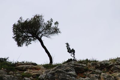 Tree on rock against clear sky