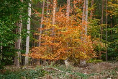 View of trees in forest during autumn