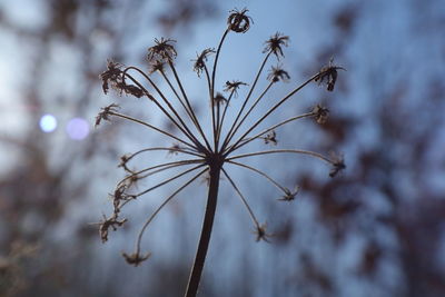 Close-up of wilted plant against blurred background