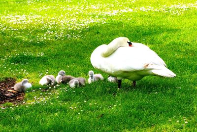 Swans and ducks on field