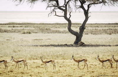 Flock of sheep in a field