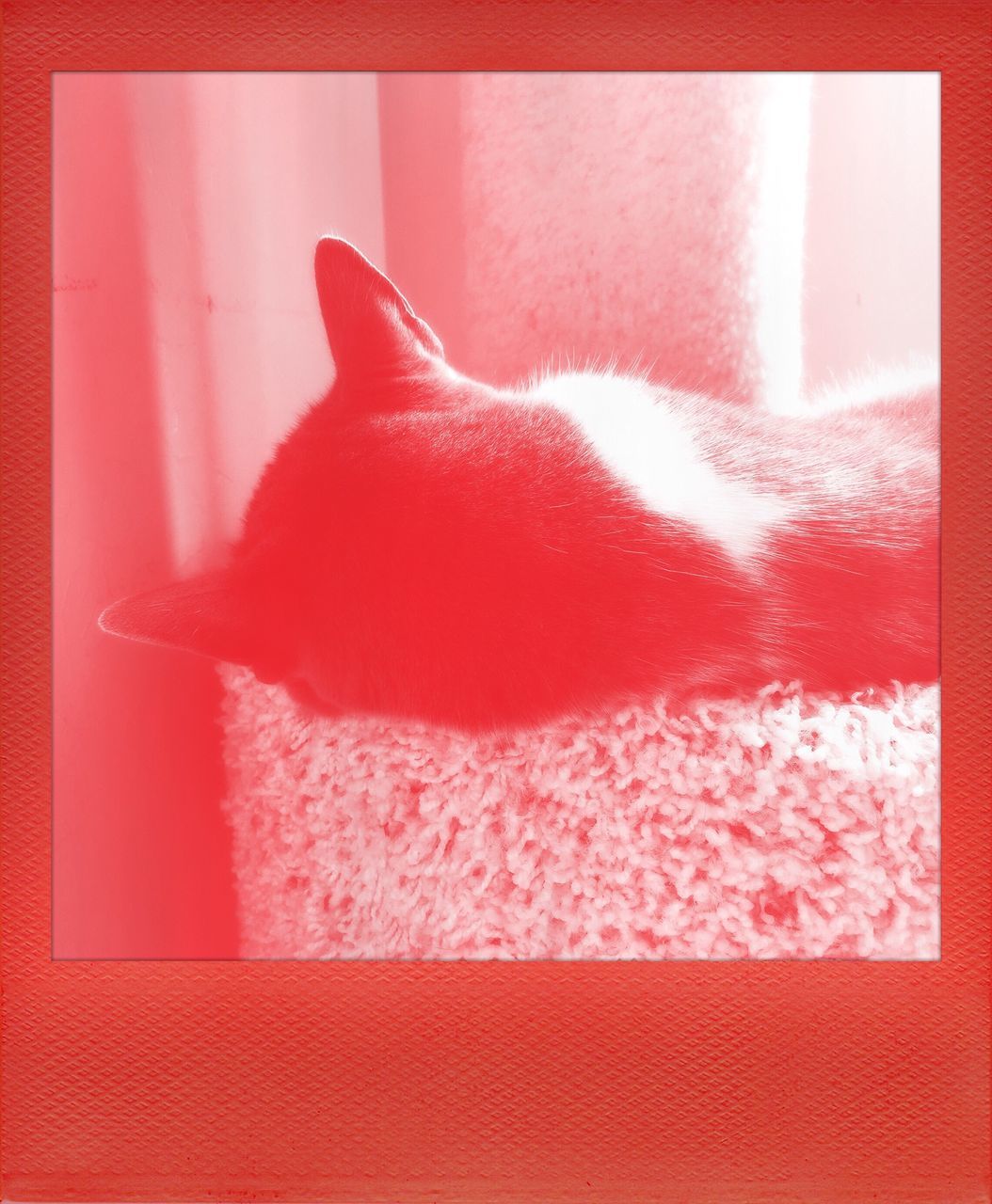 animal themes, red, one animal, domestic animals, indoors, pets, domestic cat, mammal, cat, close-up, feline, window, no people, home interior, wall - building feature, glass - material, day, auto post production filter, relaxation, pink color