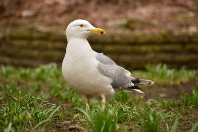 Close-up of seagull perching on grass