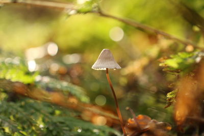 Close-up of mushroom