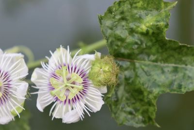 Close-up of purple flowering plant