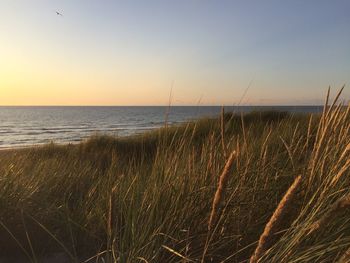 Scenic view of sea against clear sky