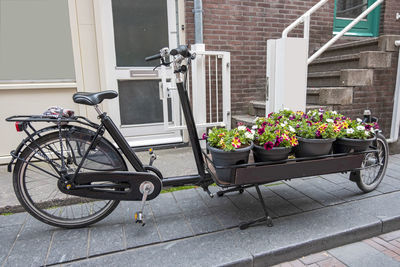 Potted plant on street against building