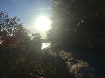 Low angle view of trees against sky