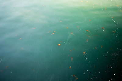 Scenic view of jellyfish swimming in lake