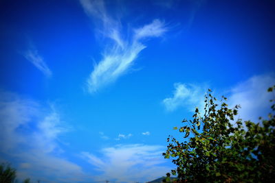 Low angle view of trees against blue sky