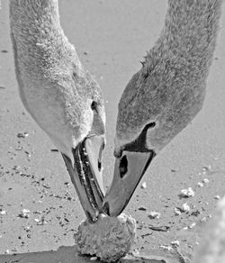 Close-up of birds on sand