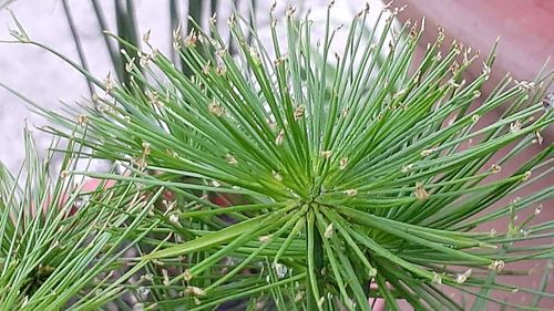 Close-up of raindrops on pine tree