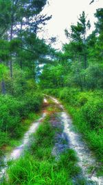 Narrow road passing through forest