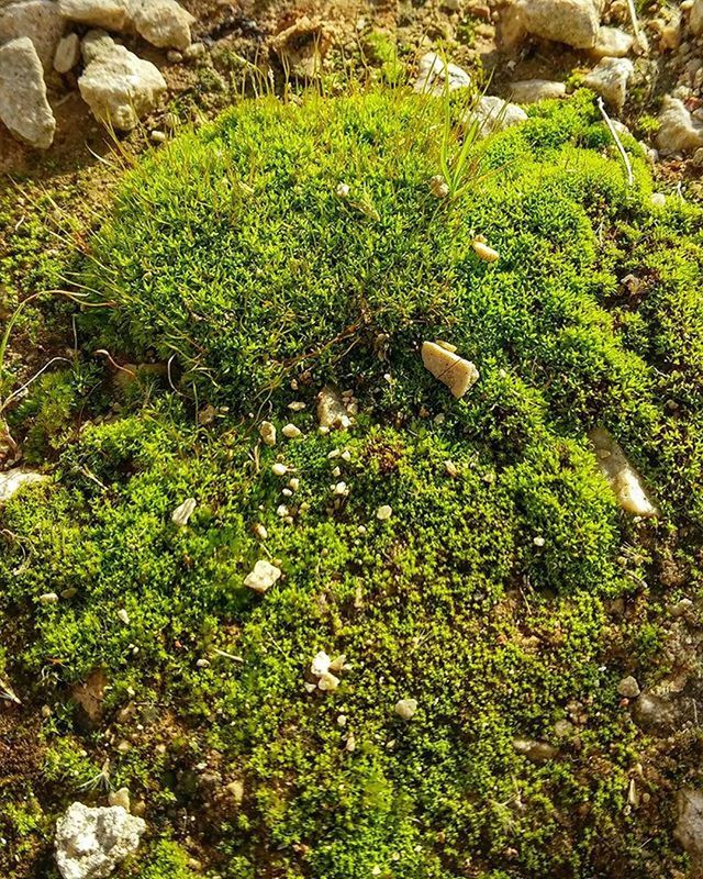 growth, plant, high angle view, green color, nature, flower, field, beauty in nature, freshness, grass, growing, fragility, rock - object, moss, tranquility, day, leaf, outdoors, no people, uncultivated