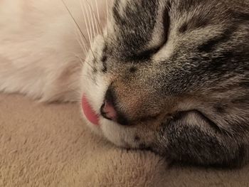 Close-up of cat sleeping