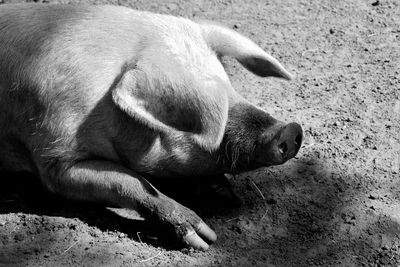 Side view of a pig sleeping on ground